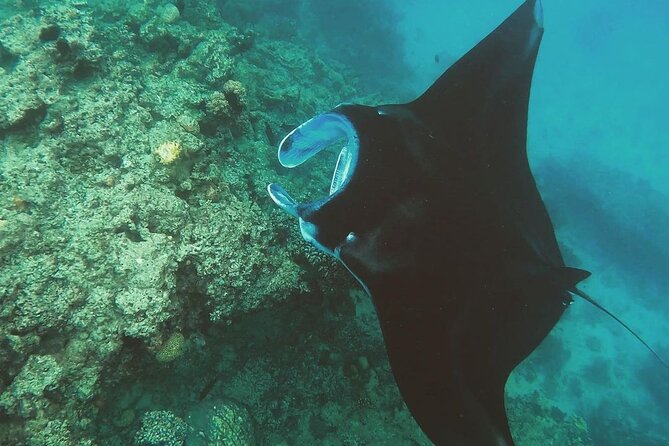 Snorkeling In Nusa Penida Departing From Bali Island - The two departure windows: morning vs afternoon