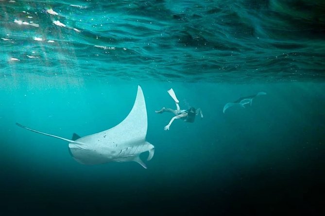 Snorkeling Manta Ray Safari in Nusa Penida - Stop-by-stop: Manta Bay, Crystal Bay, Gamat Bay, and Wall Point