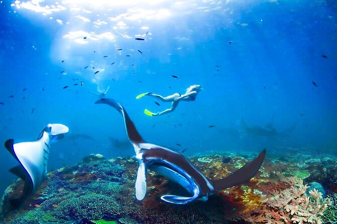 Snorkeling Manta Ray Safari in Nusa Penida - How to snorkel fast when everyone else is watching