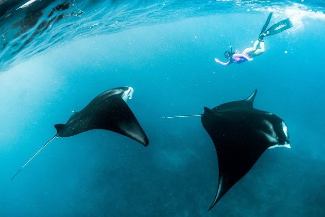 Snorkeling Manta Ray Safari in Nusa Penida - Water conditions and safety: why the captain may change the plan