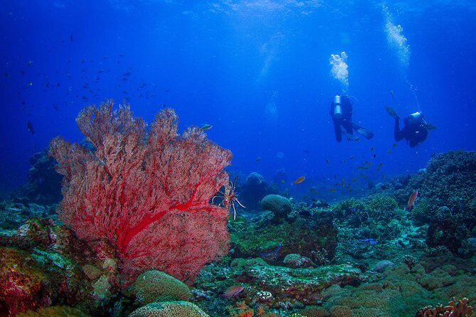 Two fun dives morning trip (Certified Divers only) - Key highlights in plain terms