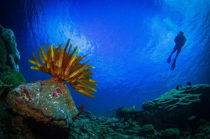 Two fun dives morning trip (Certified Divers only) - What you’re really paying for: two-tank access to Nusa Penida’s standout marine zones