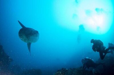 Two fun dives morning trip (Certified Divers only) - The boat ride out: snacks, tea/coffee, and site choice that adapts