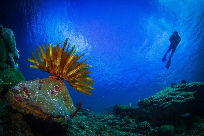 Two fun dives morning trip (Certified Divers only) - Gear, lunch, and post-trip comfort (the practical stuff)
