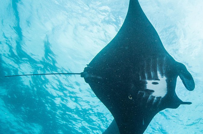 Two fun dives morning trip (Certified Divers only) - Price and value: is $140.87 per person a fair deal?