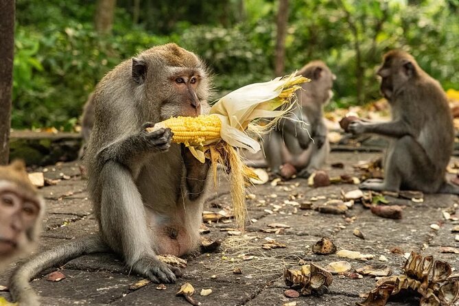 Ubud Monkey Forest - Rice Terrace - Jungle Swing - Water Temple - A long, efficient Ubud day: monkeys to holy water