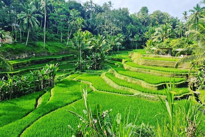 Ubud Monkey Forest - Rice Terrace - Jungle Swing - Water Temple - Sacred Monkey Forest Sanctuary: expect real monkeys, real rules