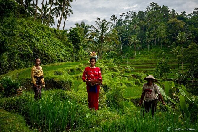 Ubud Monkey Forest - Rice Terrace - Jungle Swing - Water Temple - Tegalalang rice terraces: iconic views, practical rice-farming context