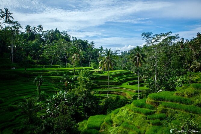 Ubud Monkey Forest - Rice Terrace - Jungle Swing - Water Temple - Tegenungan Waterfall: a swim stop that feels like a reset
