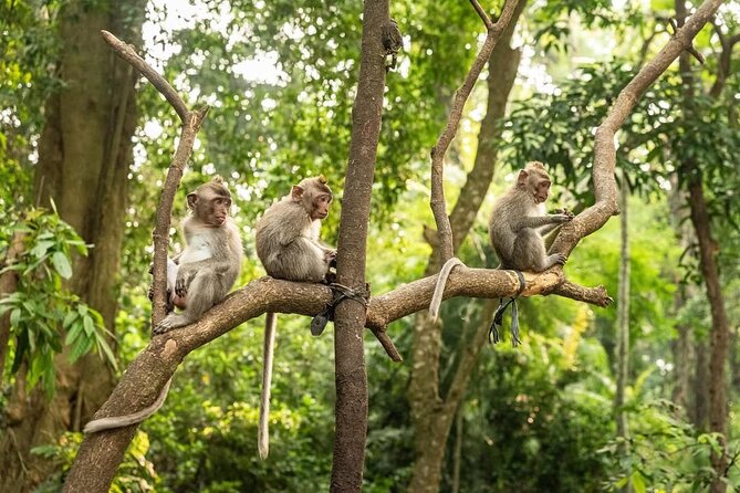 Ubud Monkey Forest - Rice Terrace - Jungle Swing - Water Temple - Price and what you may pay at the door