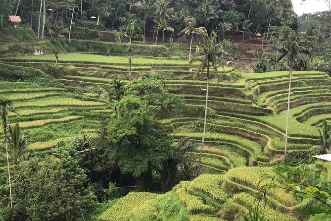 Ubud Private Tour : Best Of Ubud - Guided Tour - Stop 4: d’Alas Swing (45 Minutes of Jungle Views)