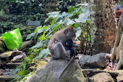 Ubud Private Tour: Monkey Forest, Rice Terrace, Temple, Waterfall - Sacred Monkey Forest Sanctuary: up close with 700 macaques