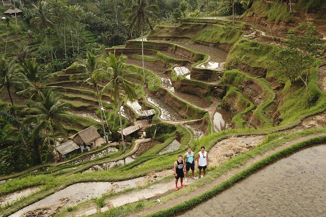 Ubud Top Attractions: Waterfalls, Temples and Rice Terraces - Tegalalang Rice Terrace walk: farmland life without the long hike