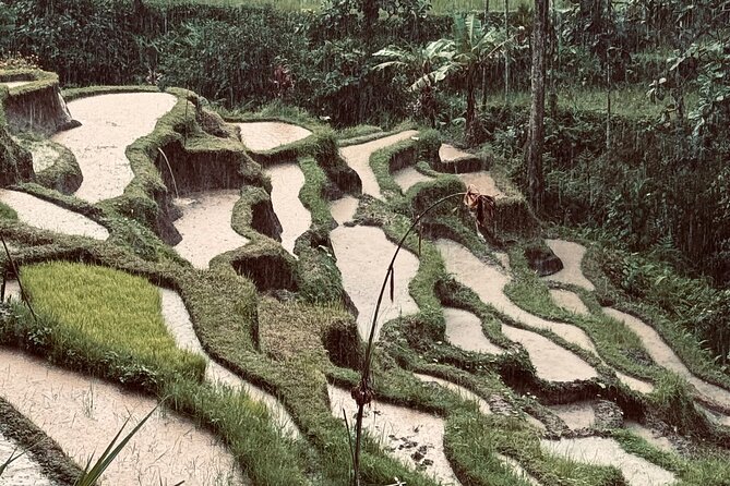Ubud Top Tours to Discover Bali’s Cultural and Natural Wonders - Stop 3: Sacred Monkey Forest Sanctuary (Expect Temples and Close Encounters)