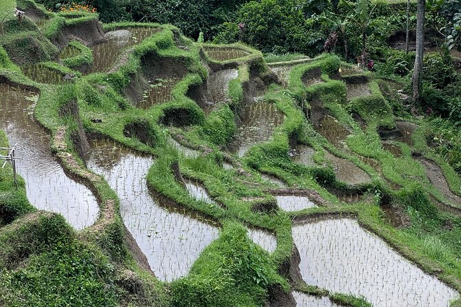 Ubud Top Tours to Discover Bali’s Cultural and Natural Wonders - Transportation That Makes a Long Day Feel Manageable