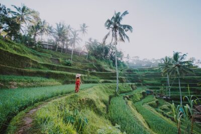 Ubud: Waterfall, Rice Terraces, and Monkey Forest Private Tour - Campuhan Ridge Walk: The Hill of Love Story on Foot