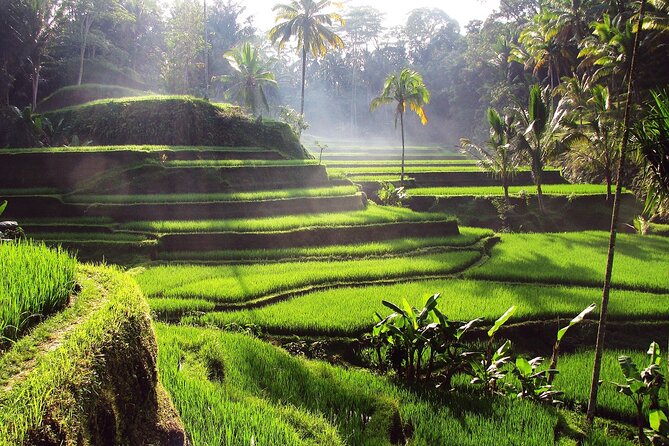Ubud: Waterfall, Rice Terraces, and Monkey Forest Private Tour - Coffee Plantation Stop: Luwak Tasting and What to Expect