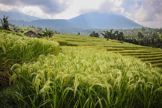 West Bali Tour: Taman Ayun, Ulun Danu Beratan, Jatiluwih Rice Terrace, Tanah Lot - Stop 3: Ulun Danu Beratan Temple and the Bedugul lake view